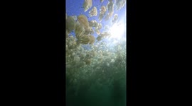 Incredible moment THOUSANDS of jellyfish swim through crystal clear water. Video 1/2