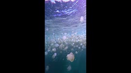 Incredible moment THOUSANDS of jellyfish swim through crystal clear water. Video 2/2