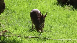 A newborn antelope which is one of the smallest in the world was born in Scotland