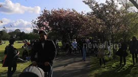 Members Of The Public Ruin The Natural Beauty Of Cherry Blossoms Trees