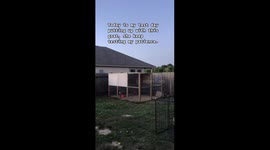 Jumpy goat Millie gains internet fame with playful personality