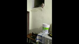 Mom cat carry Newborn kittens and hides them in a new place