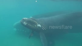 Southern Right Whale mother and calf come in for a very close inspection of an underwater photographer