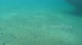A Southern Right Whale mother and calf swims in the shallows off Argentina’s Patagonian coast