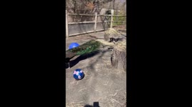 Baby goats meet peacock for the first time