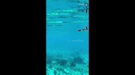 'Journey of a Thousand Miles' - Baby Green Sea Turtle embarks on a solo underwater adventure