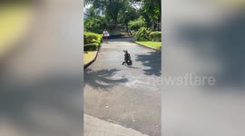 Monitor lizards appear to hug as they battle for dominance