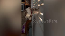 Curious pet cat peers through hole in wall while watching neighbours