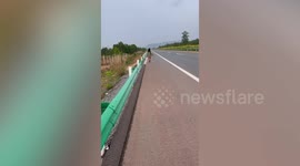 Woman rescues injured dog from roadside in Cambodia