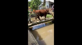 Cow crossing: a misstep on the bridge!