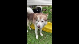 Our Alaskan Malamutes are equipped to handle all types of weather but seem to be bothered by the rain