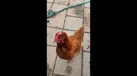 Our free range hens come running when we eat food and insist we share our coissant with them