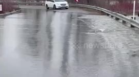 Large Fish Crosses Road in Floodwaters
