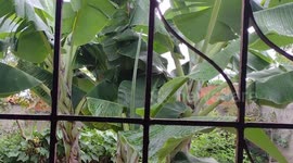 Inicio de chuva aqui na bananeira do meu quintal, olha que linda as folhas da bananeira do nosso quintal