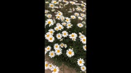 Blossoms of Flowers to refresh your mind and heart. It helps to enhance your mind.