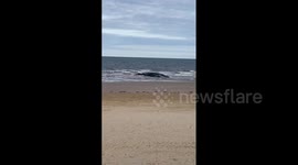 UK: Whale Dies After Being Stranded On Beach In Bridlington
