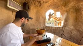 Curious giraffe pokes head through window while DJ scratches decks