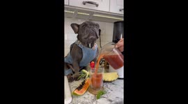 Frenchie helps his mom make juice, very cute!