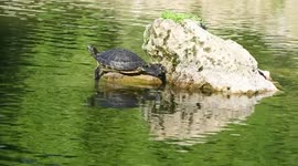 Tortuga tomando el sol en un pequeño lago en fuente del berro y después se zabulle en el agua después de que el sol se oculta
