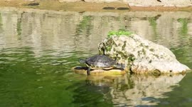Tortuga tomando baño de sol en una pequeña fuente en el parque fuente del Berro de Madrid, España