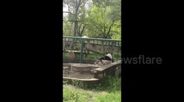 Viral video of panda taking a tumble while lounging in China zoo