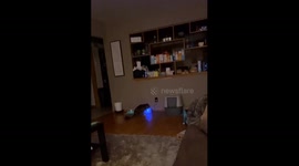 When feline sharing goes wrong: a tale of cat rivalry caught on camera