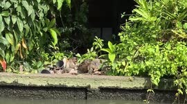 Friendly monkey picks lice from back of monitor lizard and eats them
