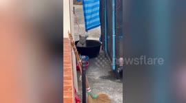 Amusing pet cat gives hostile looks while going to the toilet