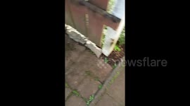 Button quails playing around outside and love worms so are running up to me for worms I give them