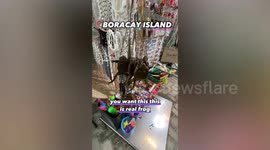 Shocked tourist finds handbags made from dead frogs in the Philippines