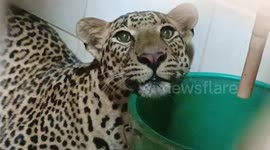 Leopard captured in barn of house in southern India