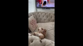 Dog interrupts watching the Coronation of King Charles III with a downward dog yoga pose