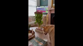 Dog interrupts watching the Coronation of King Charles III by drinking water out of a glass