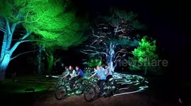 Cambridge University Botanic Garden’s Black Pine lights up in celebration of King’s Coronation