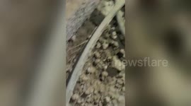 Police Seize Petrol Thieves Who Worshipped At Satanic Altar in Hinojosa del Duque, Spain