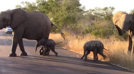 Come on, little ones! Adorable baby elephants cross tarred road for first time