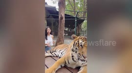 Irritated tiger trolls woman by hitting her with his tail at zoo in Thailand