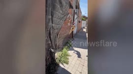 Hapless pet dog stuck in steel wire fence rescued in Mexico