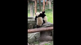 Playful panda cubs compete for water at Chongqing Zoo