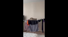 Playful and fearless: Bublik the cat tests dryer's strength and survives collapse