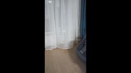 Hannah the bride: a dog's comical ritual of pulling curtains on the balcony