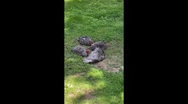 Barred rock chickens, taking dirt bath