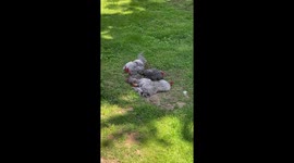 Roosters and hens taking dirt bath, and creating new dirt bath area