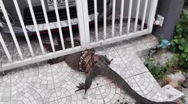 Wild python wraps around chubby monitor lizard's tummy as both are stuck under family's gate