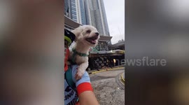 Happy pet dog smiles sitting on owner's shoulders as they ride bicycle together