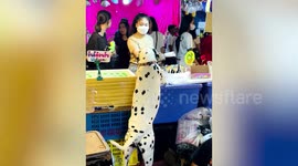 Clever pet Dalmatian helps family on market stall