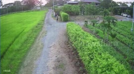 Little girl crashes into wet rice paddies after forgetting to pull bike brakes