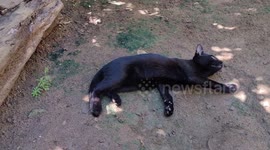 Brincando na lama assista ao meu gatinho esperto se divertir na terra molhada!