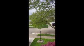 Bald Eagle Perches in Front Yard Tree