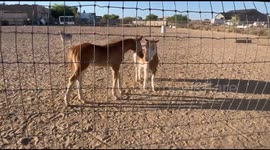 Pony Takes Foal Hoof To Face